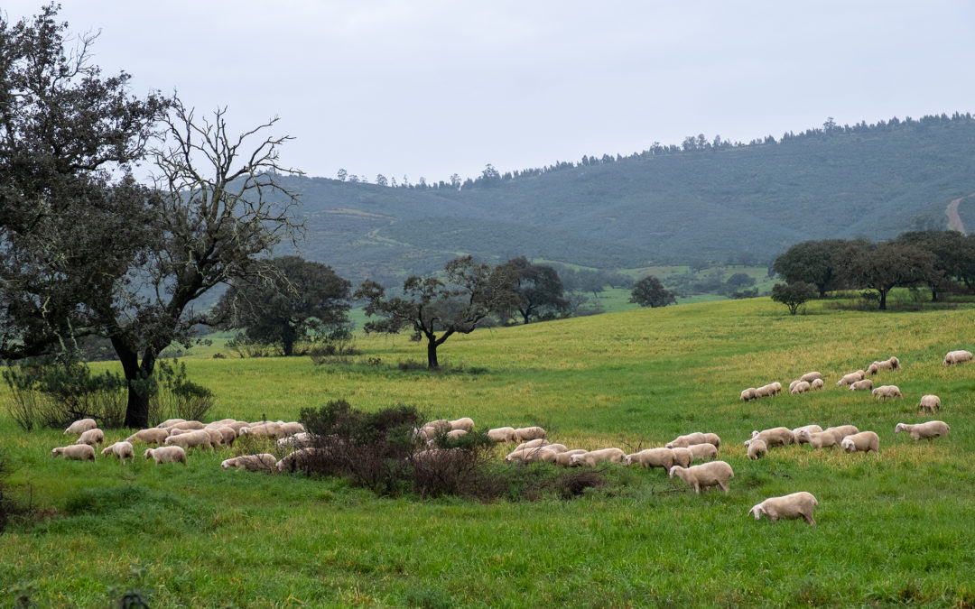 Descubre El Andévalo: un retrato de autenticidad y tradición en ganadería extensiva