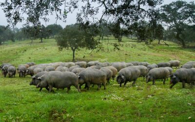 La montanera en el Andévalo: tradición que se saborea